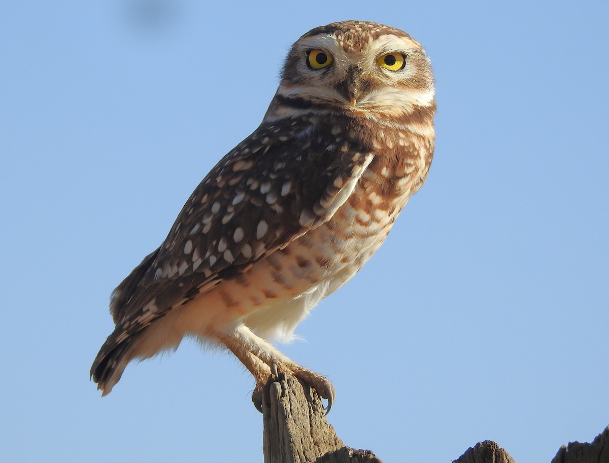 Burrowing Owl - ML639060017