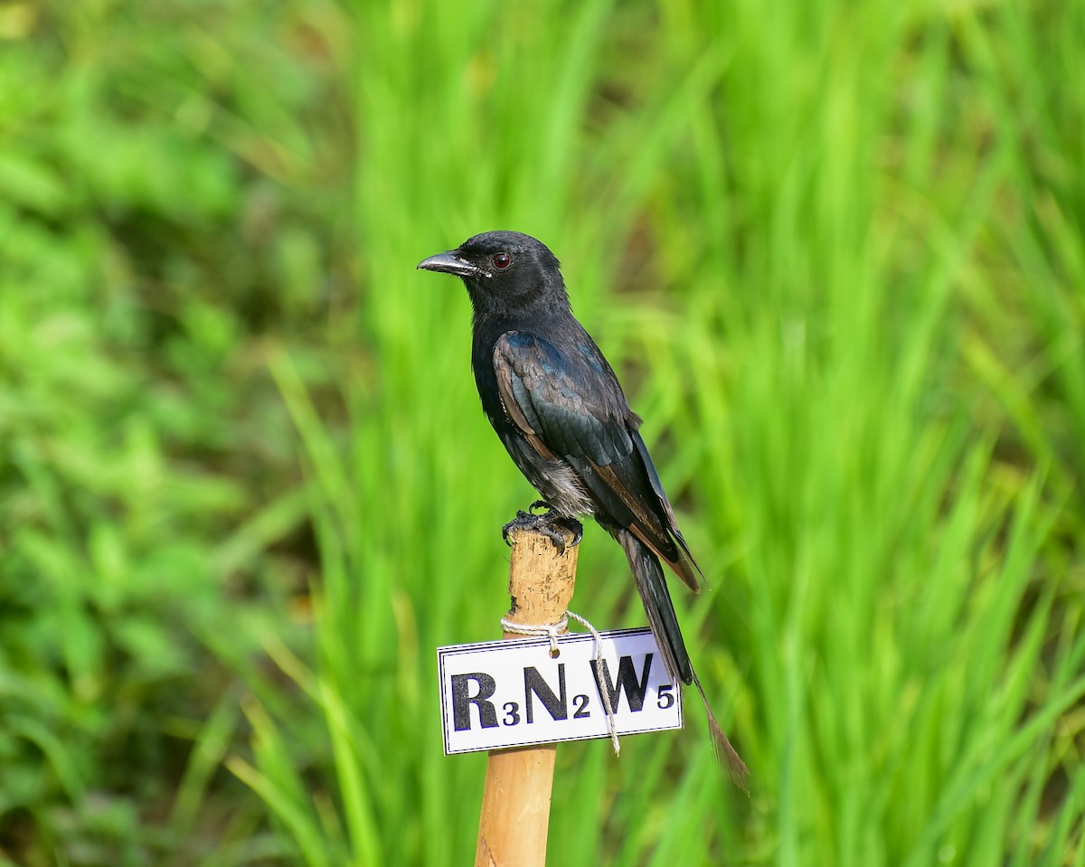 Drongo royal - ML639060036