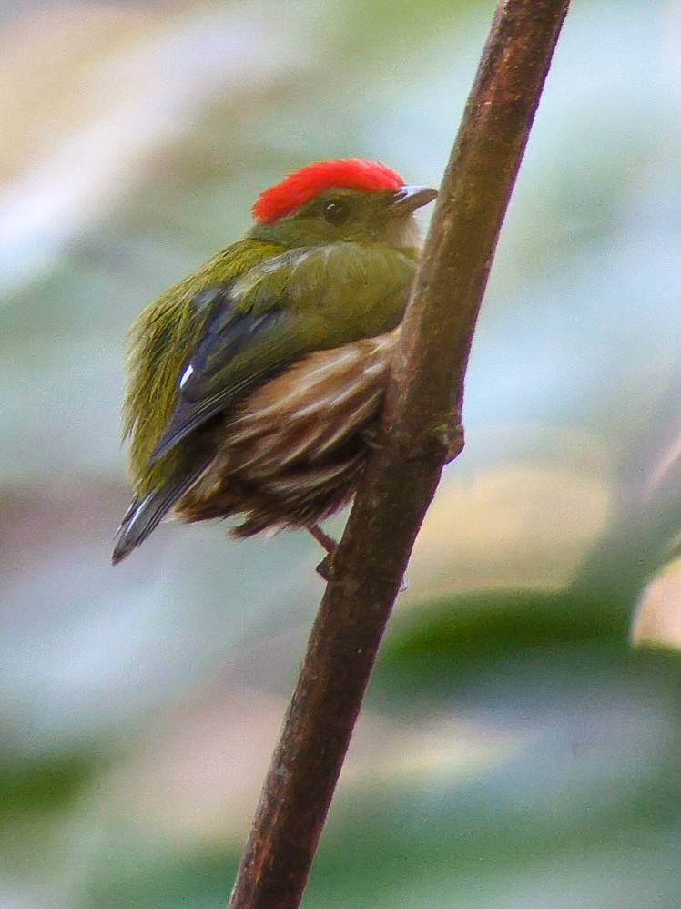 rødstripemanakin - ML639060091