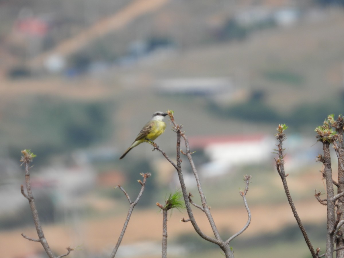 Tropical Kingbird - ML639060115