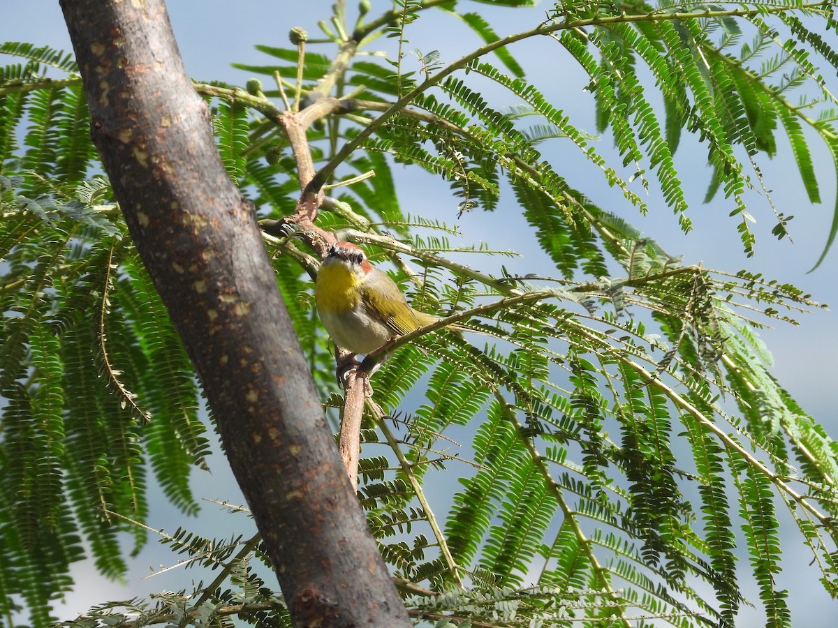 Rufous-capped Warbler - ML639060131