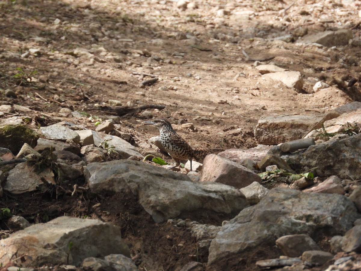 Boucard's Wren - ML639060157