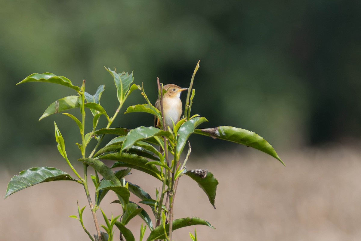 rwenzoriapalis - ML639060201