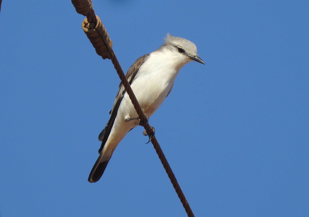 White-rumped Monjita - ML639060228
