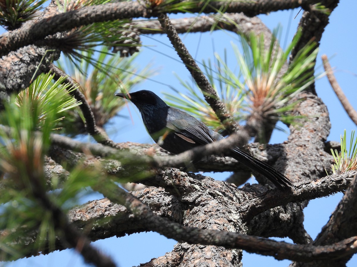 Blue Mockingbird - ML639060243
