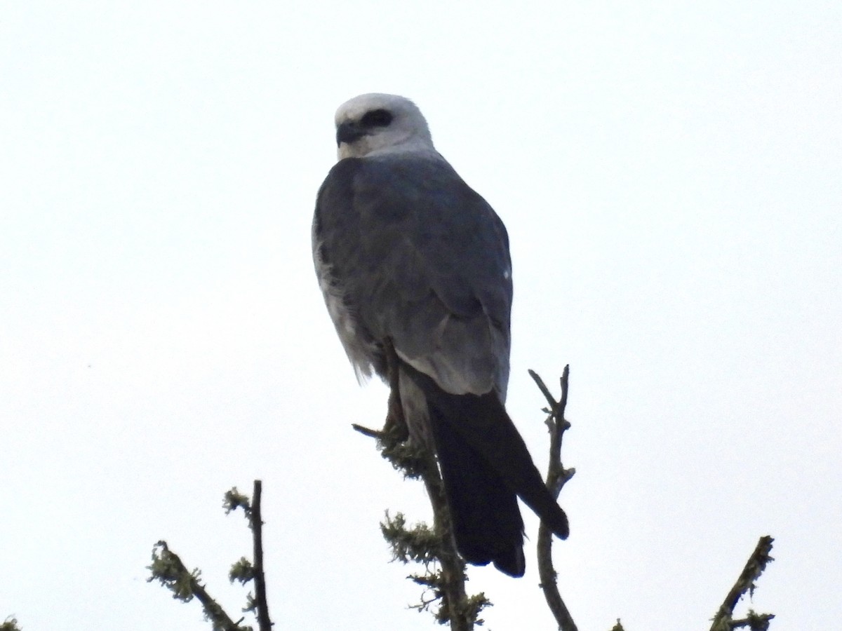 Mississippi Kite - ML639060246