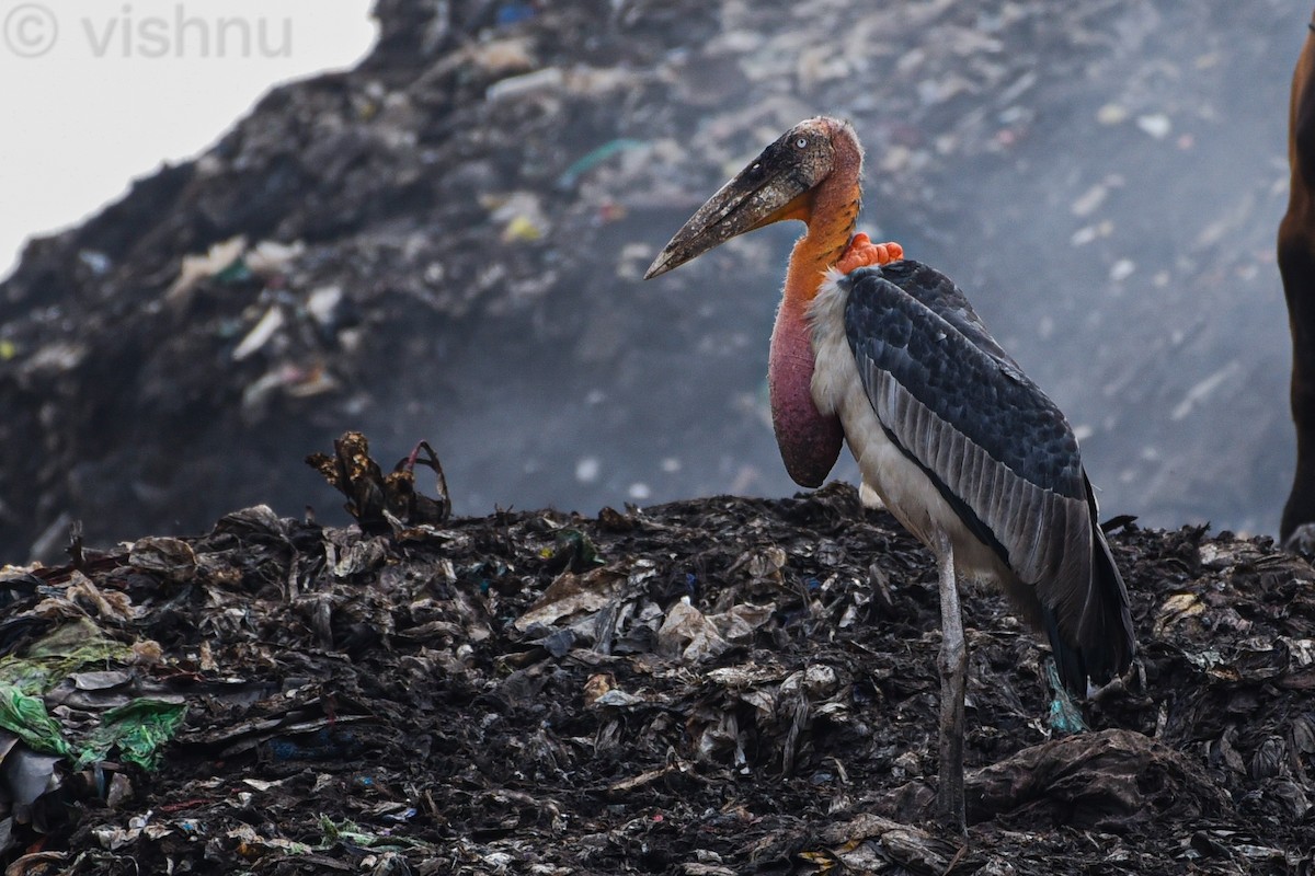 Greater Adjutant - ML639060331