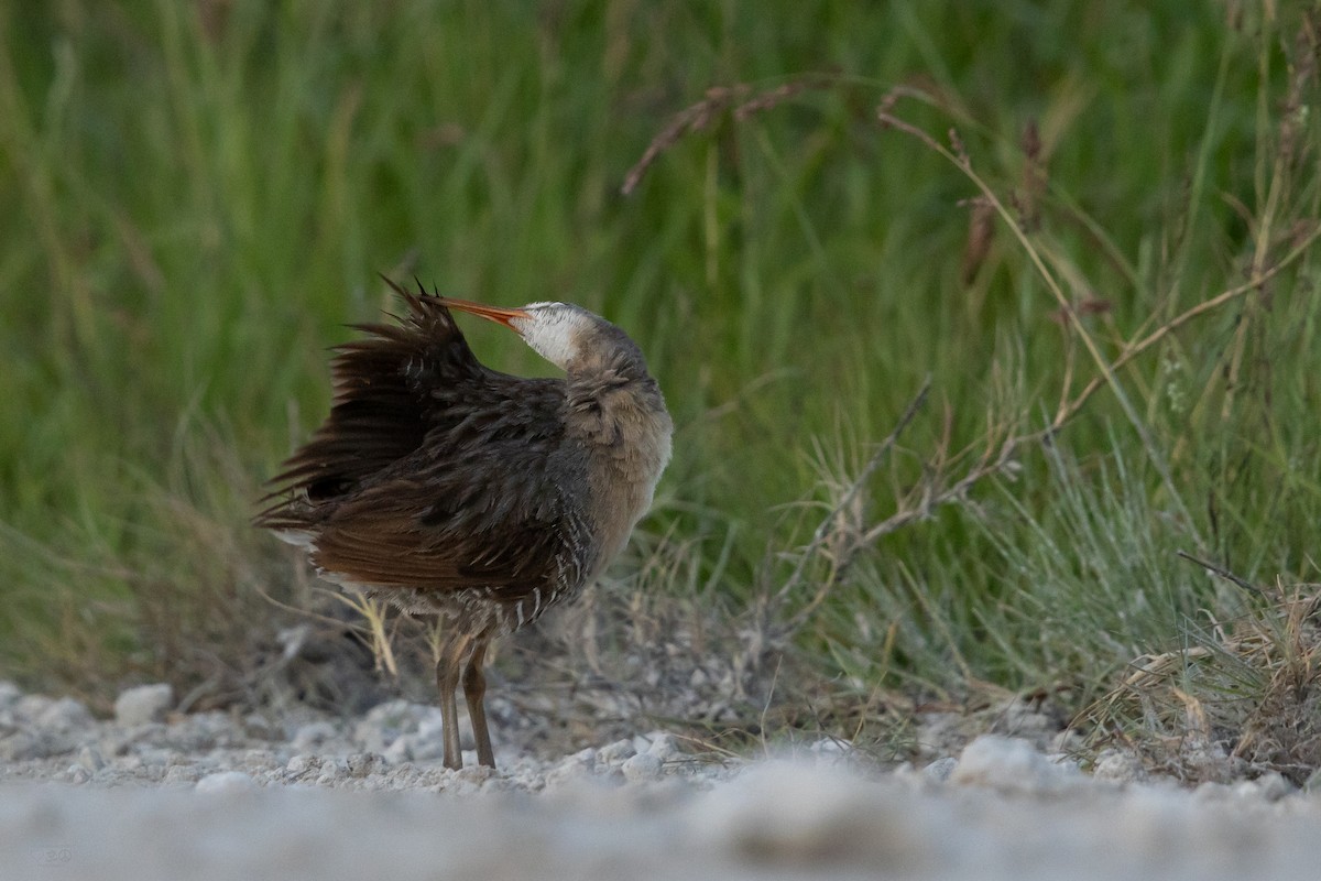 Clapper Rail - ML639060445
