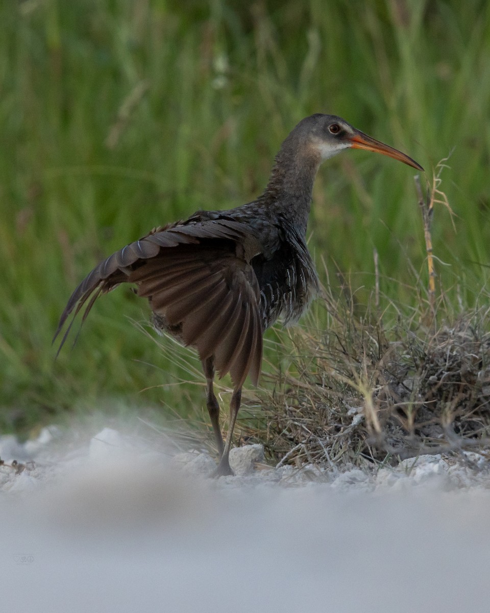 Clapper Rail - ML639060446