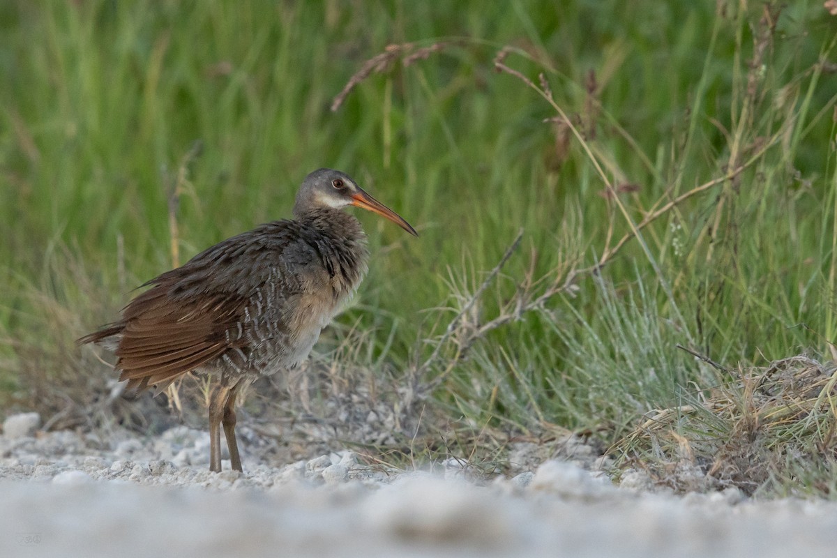 Clapper Rail - ML639060447