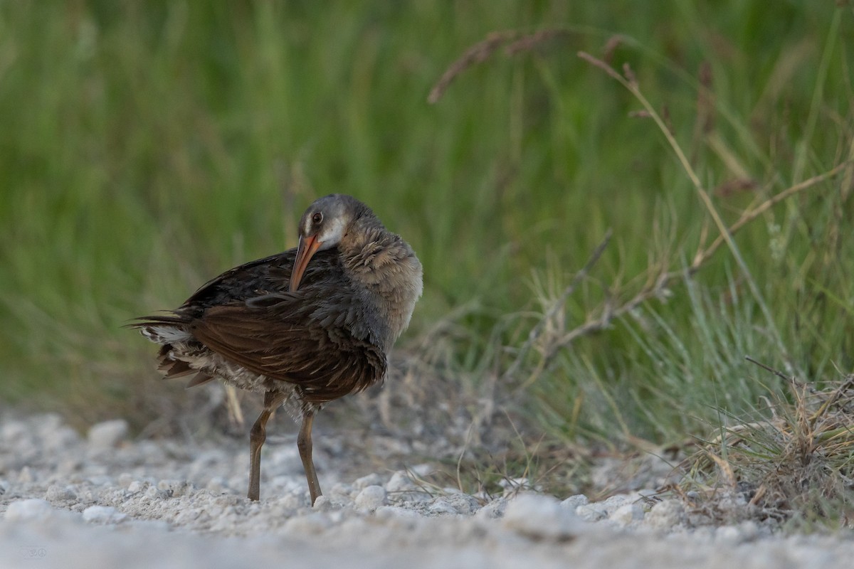 Clapper Rail - ML639060448