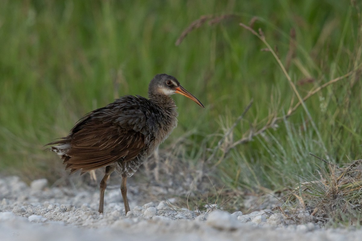 Clapper Rail - ML639060449