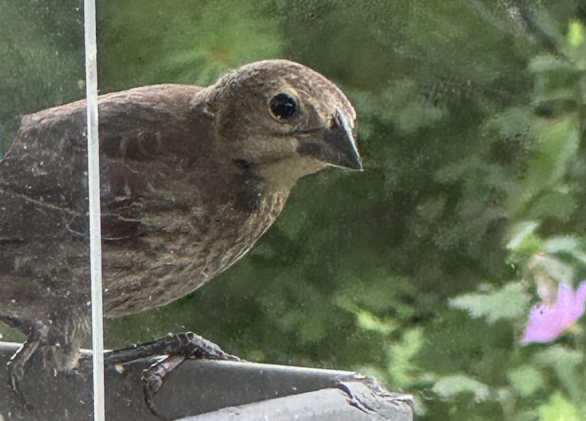 Brown-headed Cowbird - ML639060517