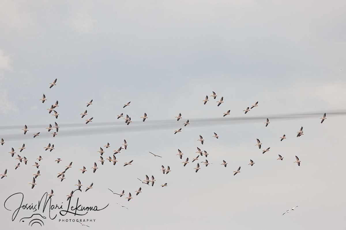 Great White Pelican - ML639060548