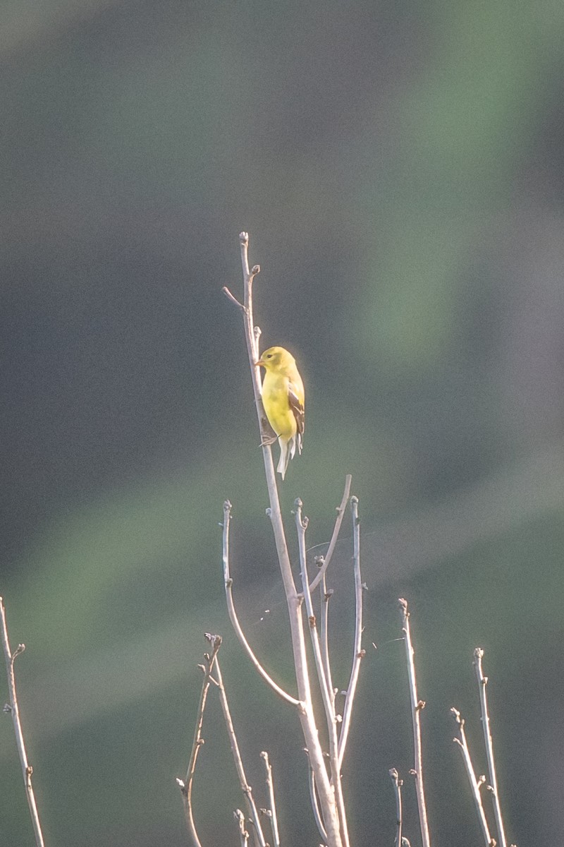 American Goldfinch - ML639060652