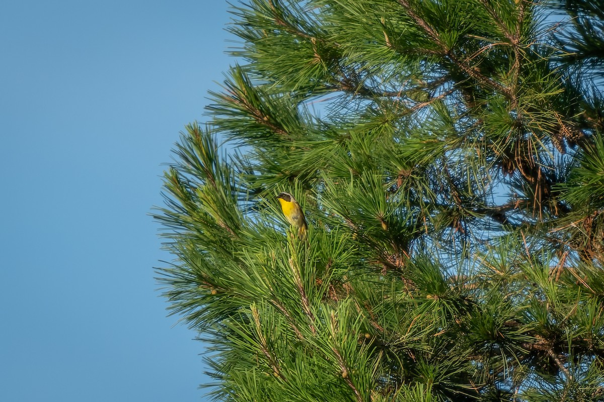 Common Yellowthroat - ML639060663