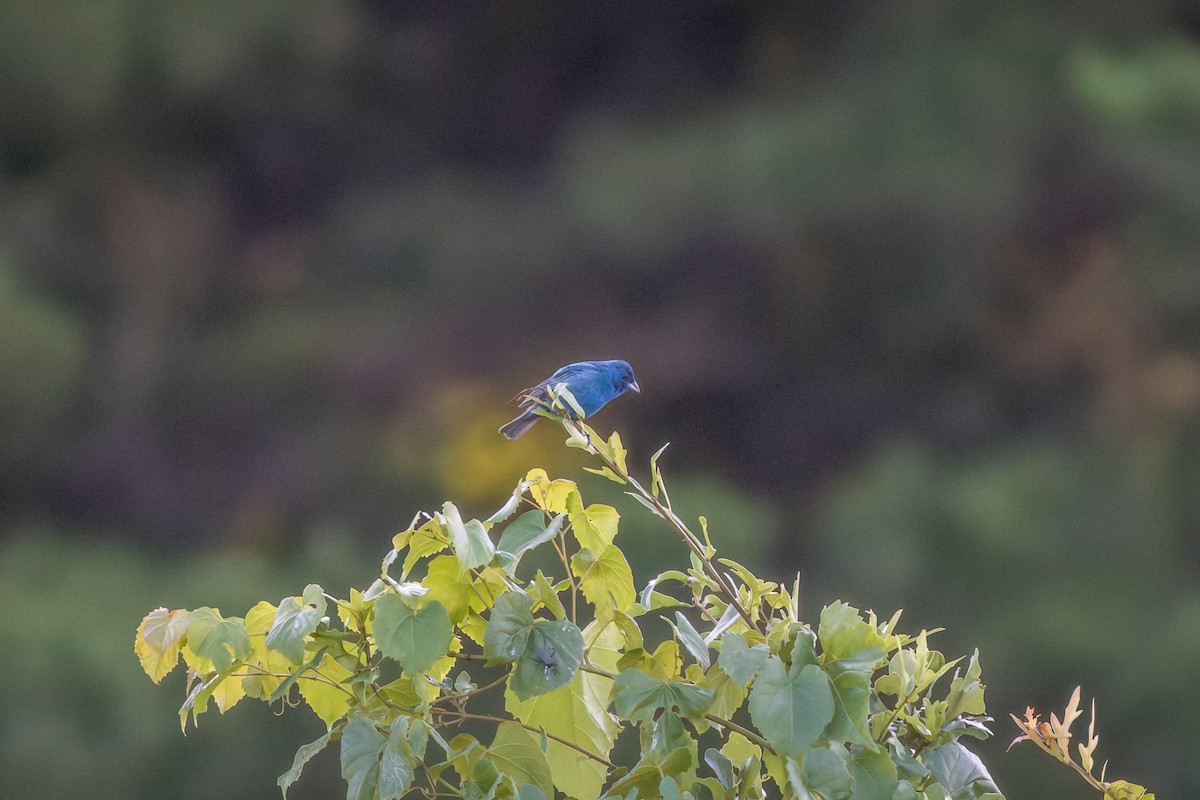 Indigo Bunting - ML639060664