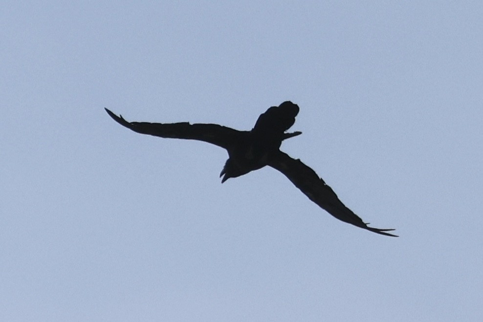 Common Raven - ML639060679