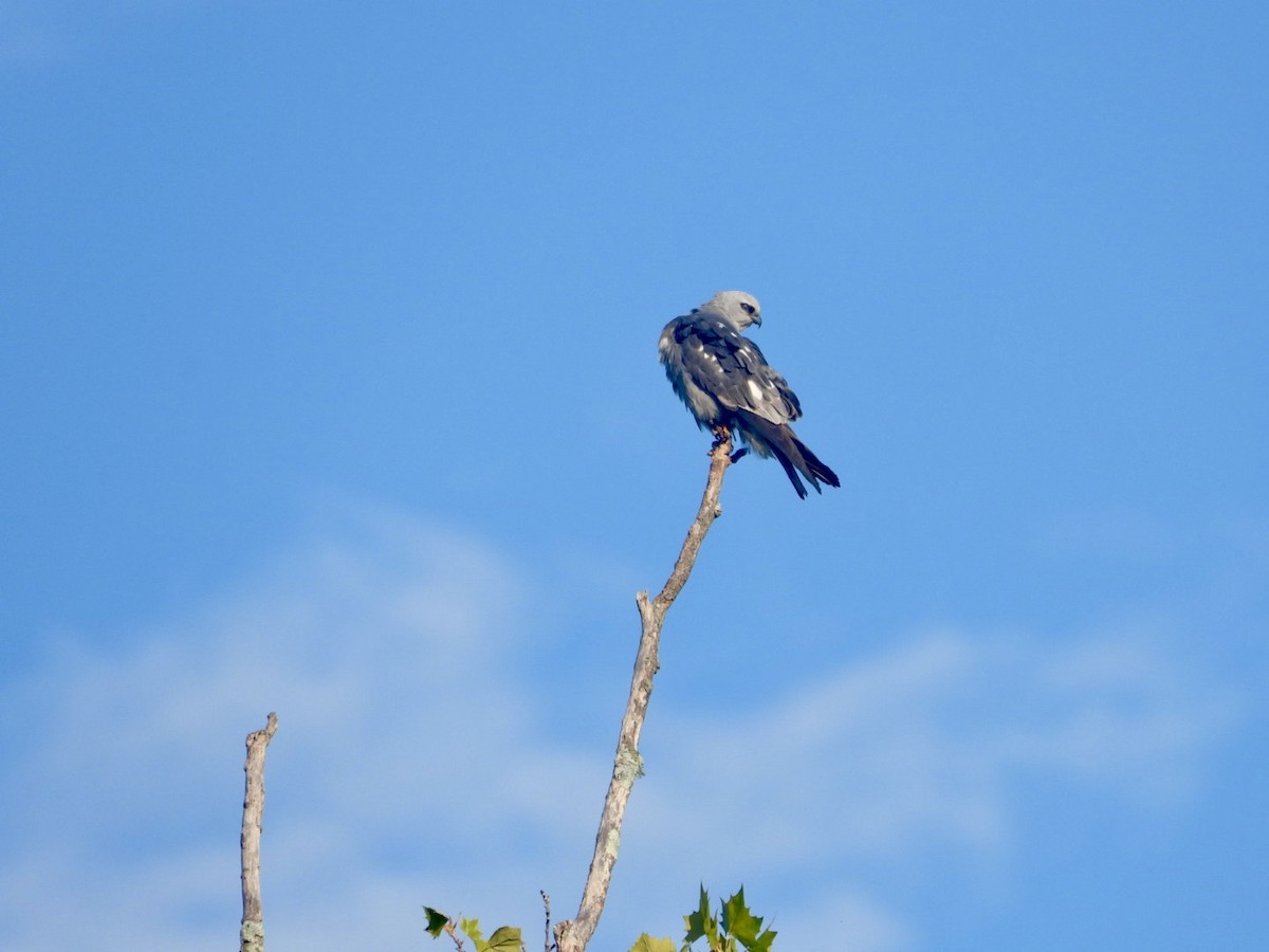 Mississippi Kite - ML639060709