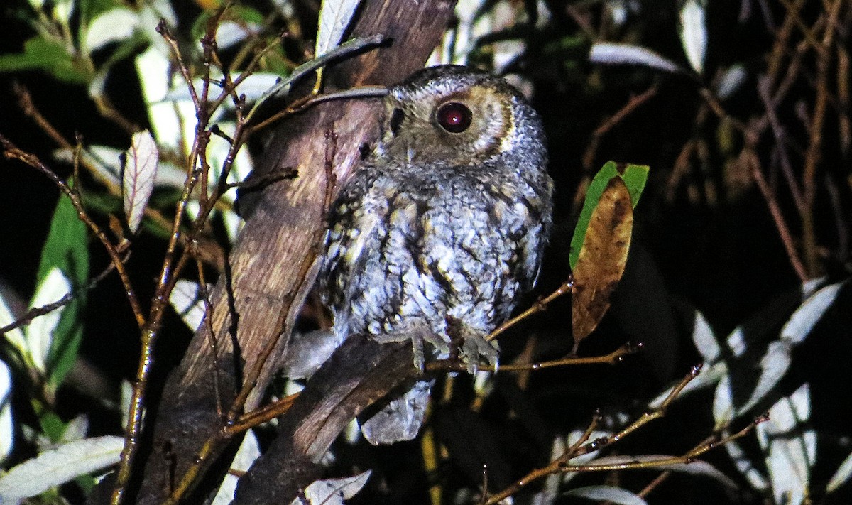 Flammulated Owl - ML639060756