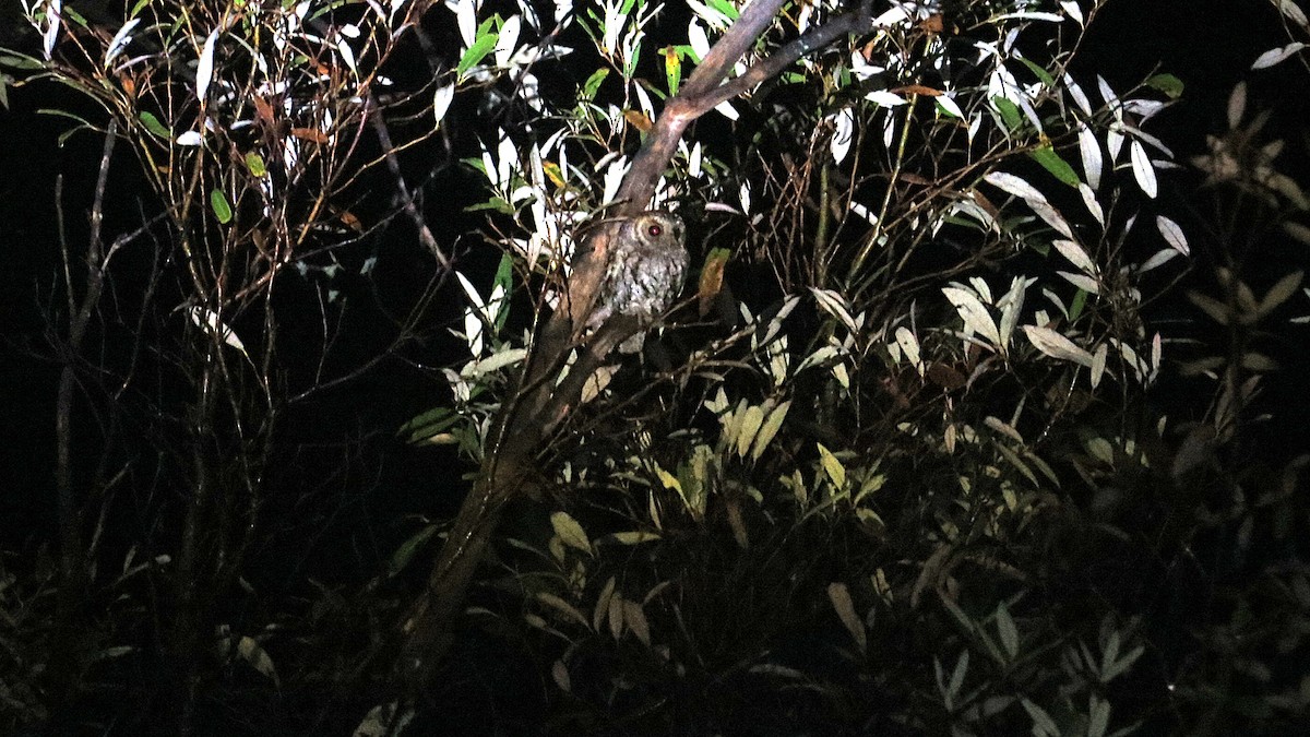 Flammulated Owl - ML639060757
