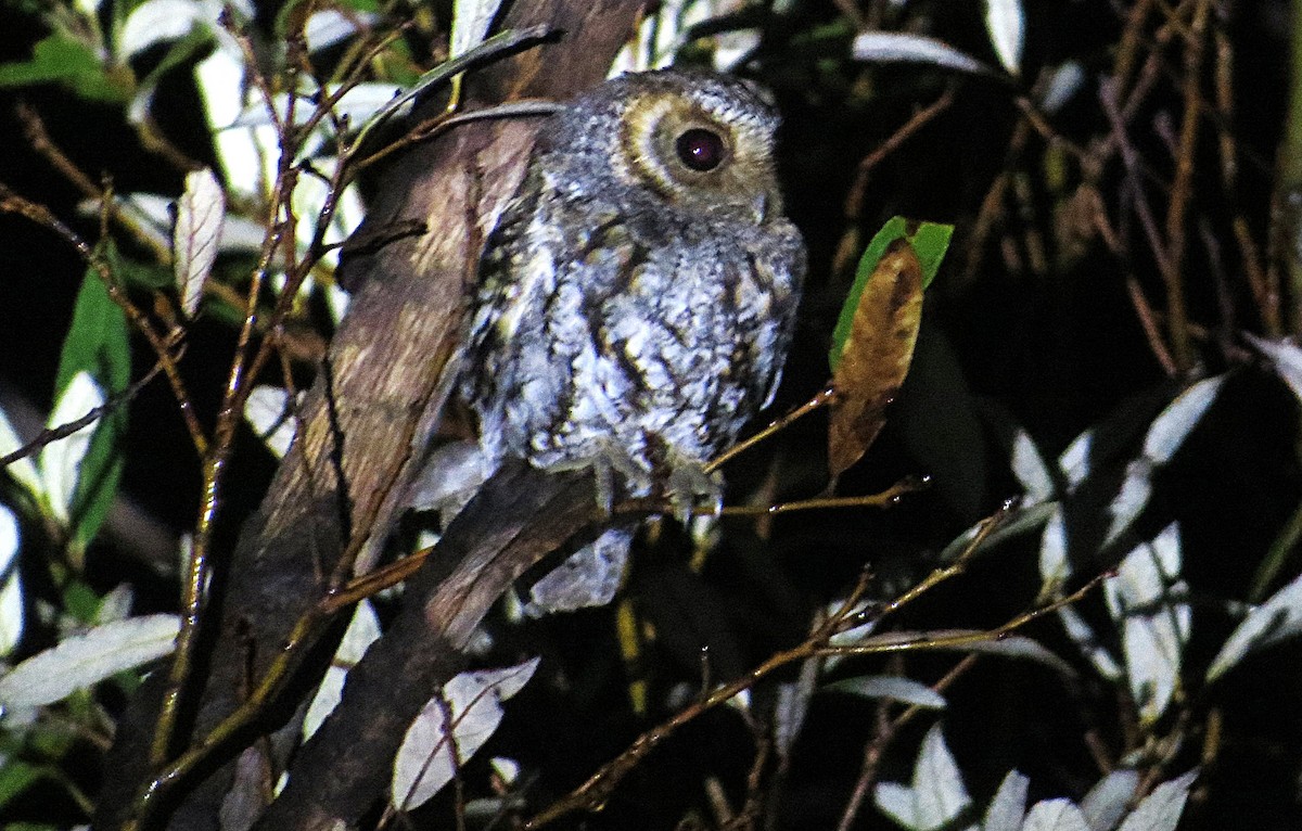 Flammulated Owl - ML639060758
