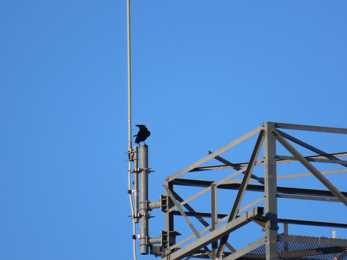 Common Raven - ML639060795