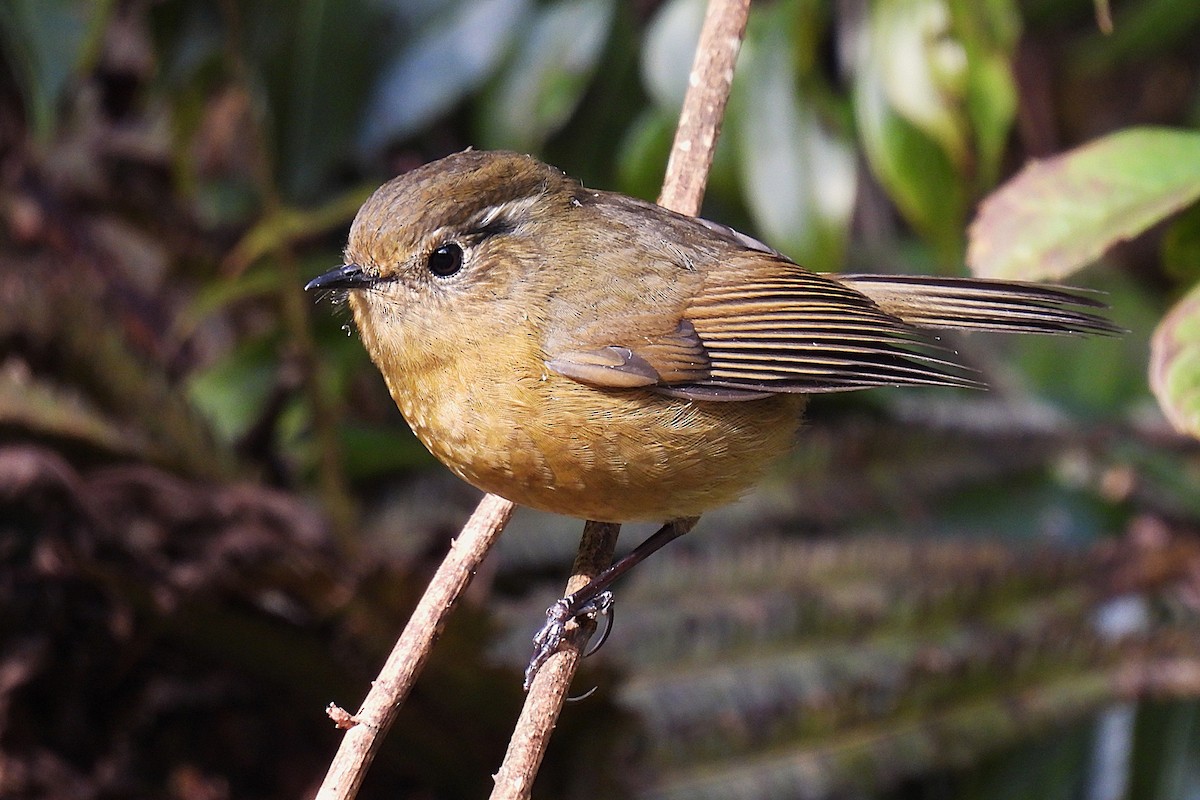 White-browed Bush-Robin - ML639060906
