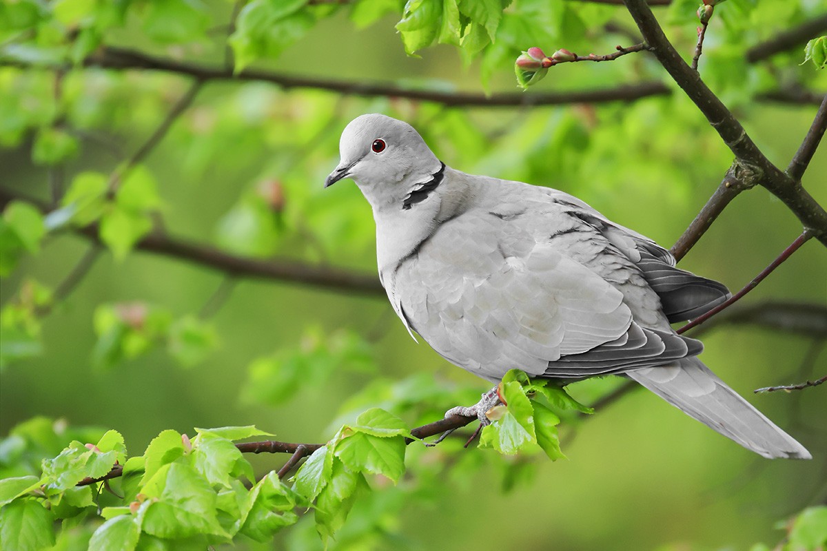 hrdlička zahradní - ML639060908