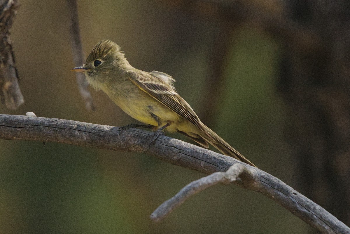 Western Flycatcher - ML639060966