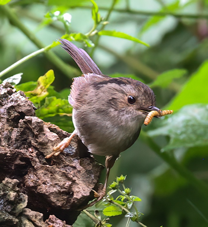 Dusky Fulvetta - ML639060999