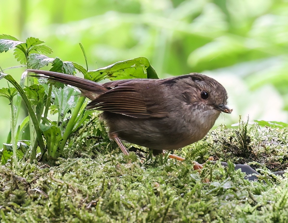 Dusky Fulvetta - ML639061000