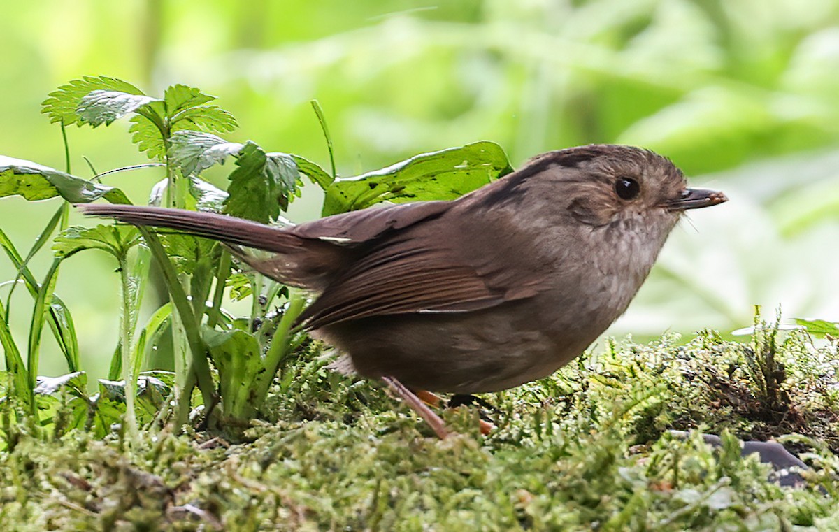 Dusky Fulvetta - ML639061001