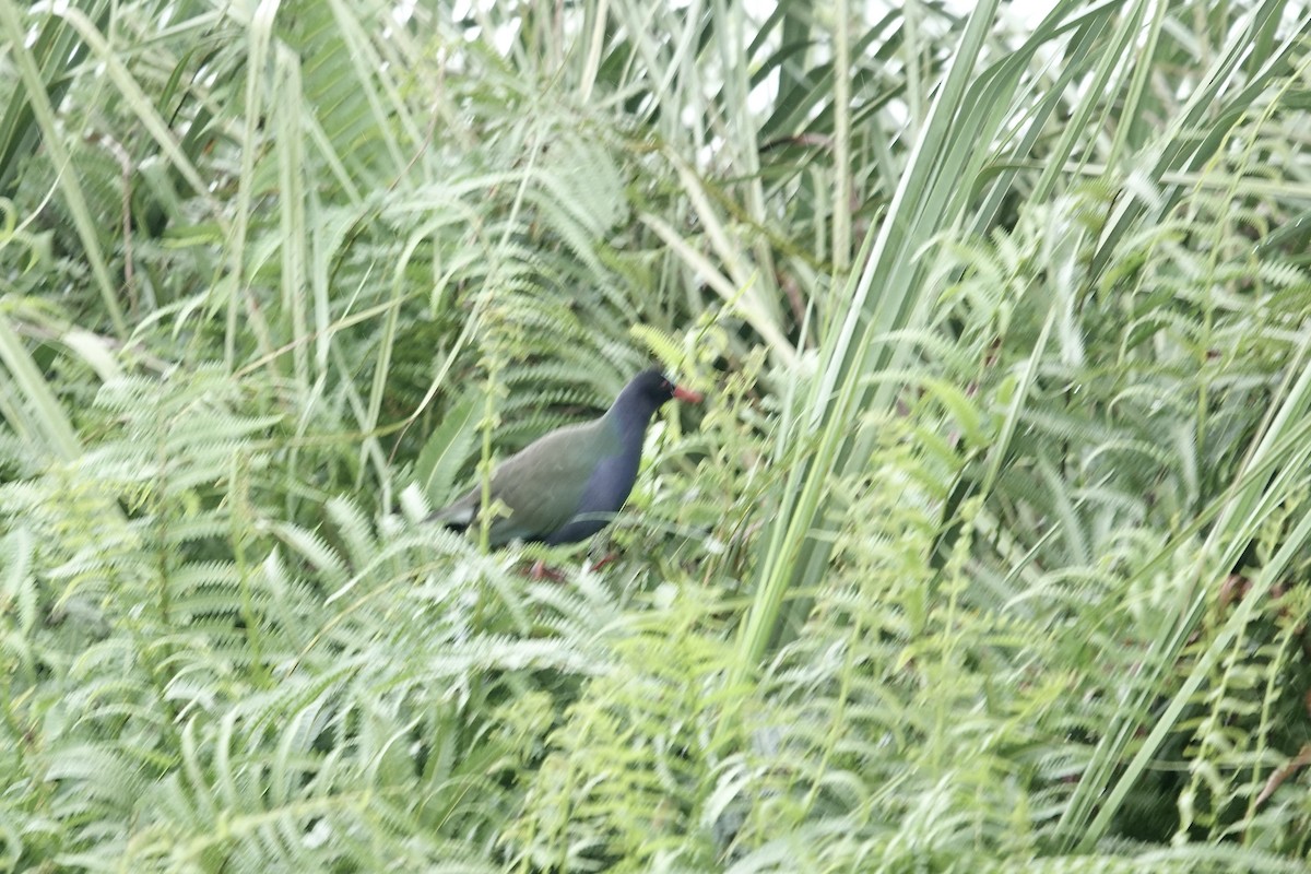 Allen's Gallinule - ML639061061
