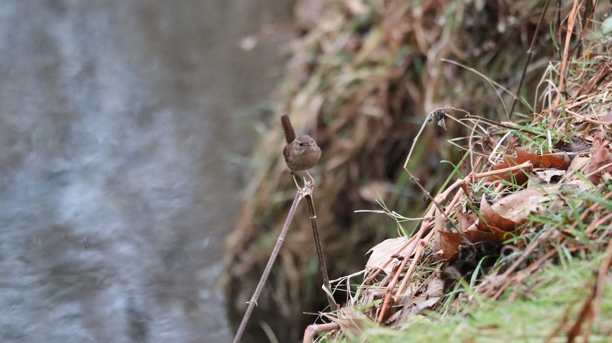 Winter Wren - ML639061065