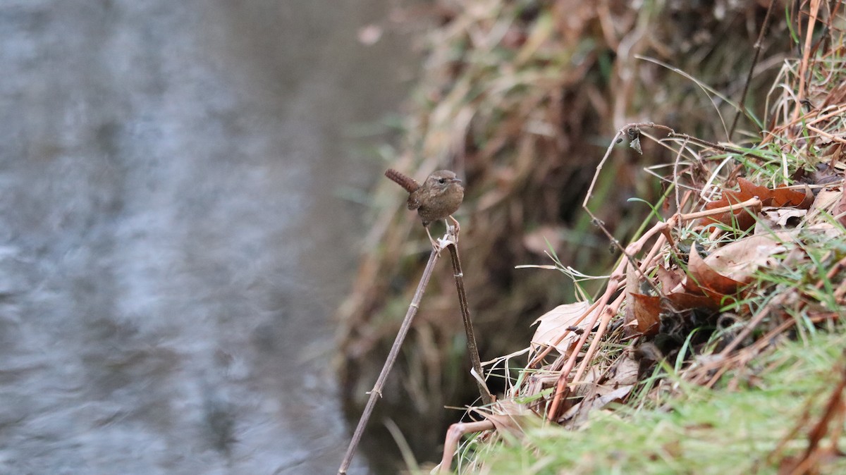 Winter Wren - ML639061068