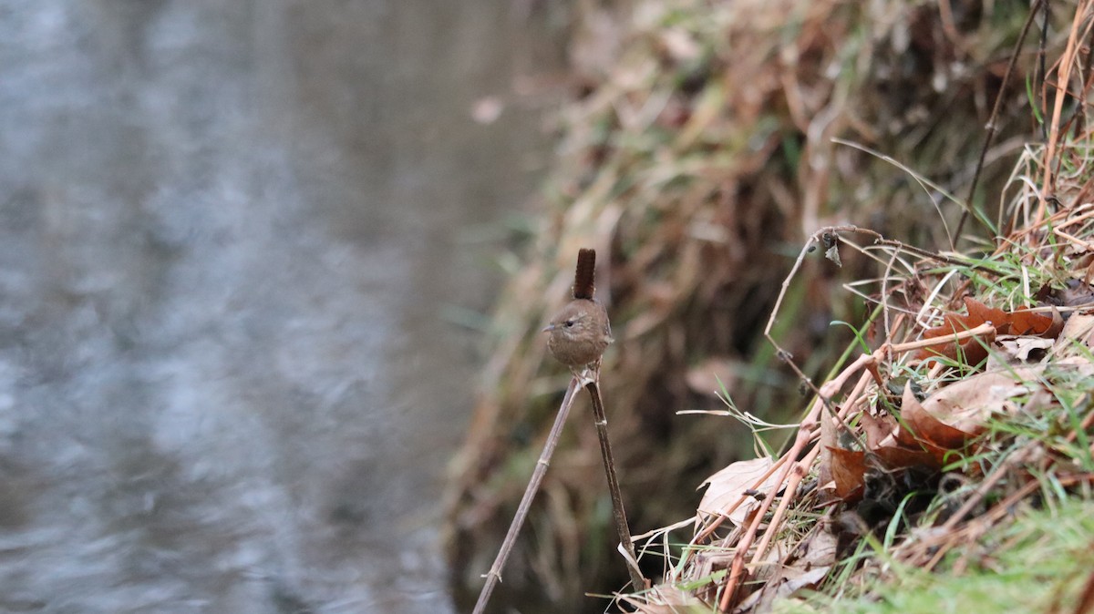 Winter Wren - ML639061069