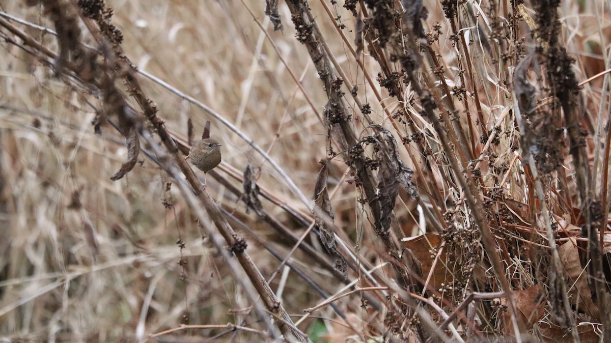 Winter Wren - ML639061070