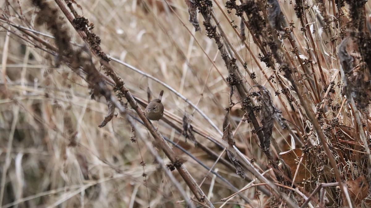 Winter Wren - ML639061071