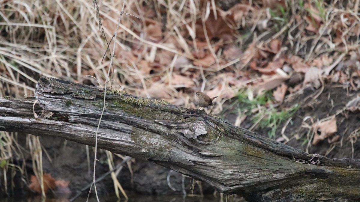 Winter Wren - ML639061073