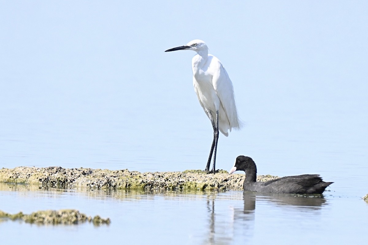 Little Egret - ML639061082