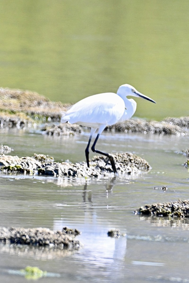Little Egret - ML639061083