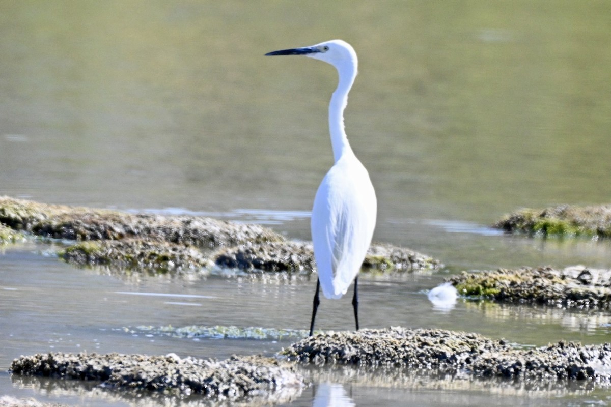 Little Egret - ML639061084