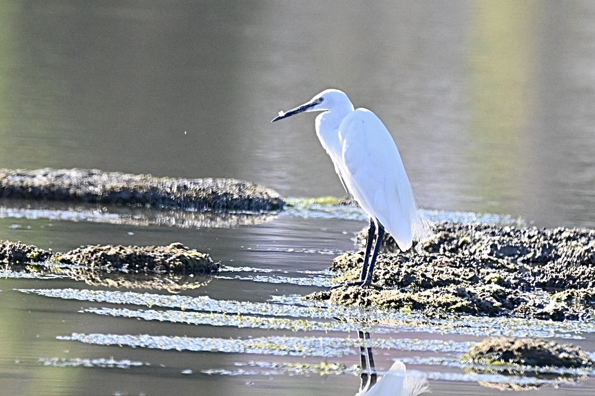 Little Egret - ML639061085