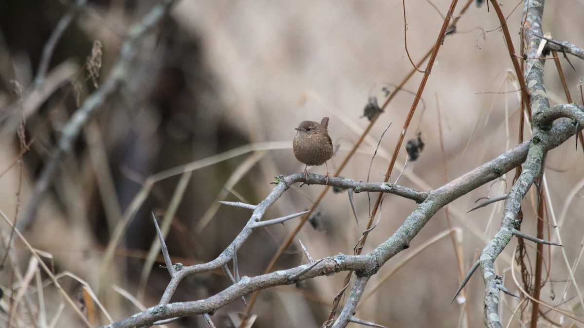Winter Wren - ML639061096