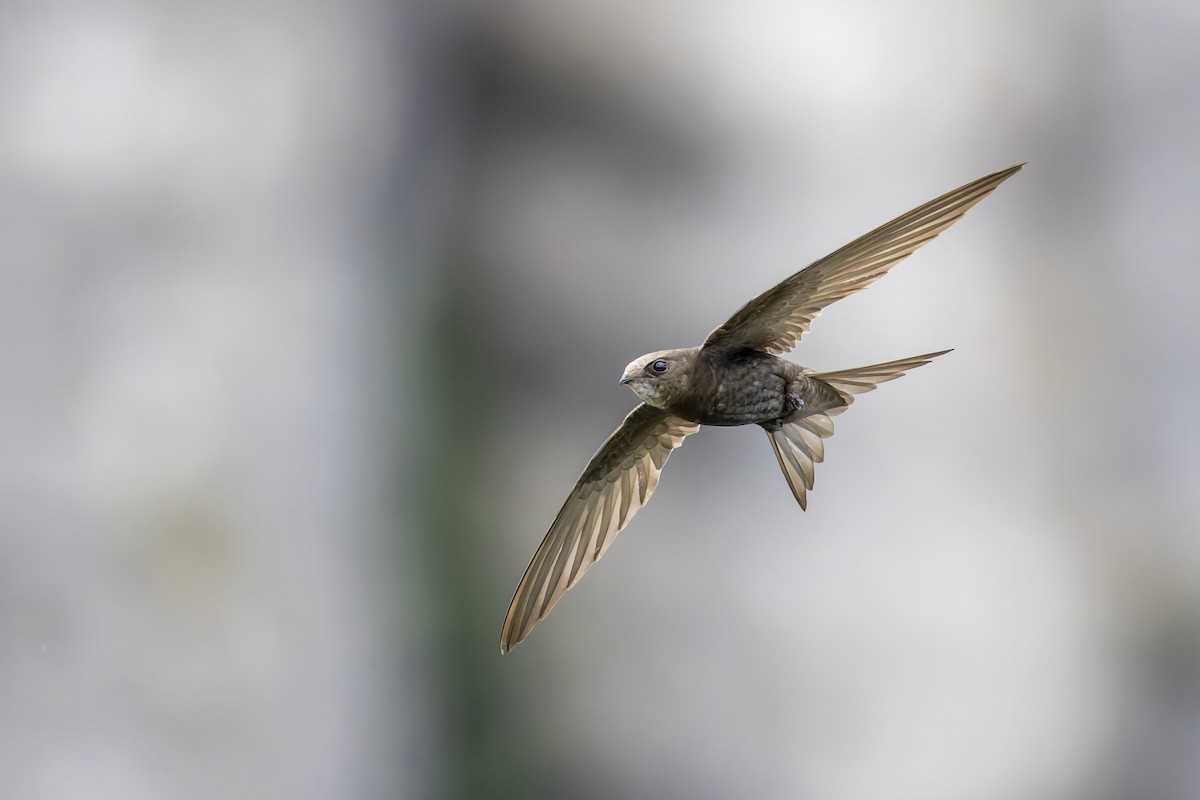 סיס חומות - ML639061104