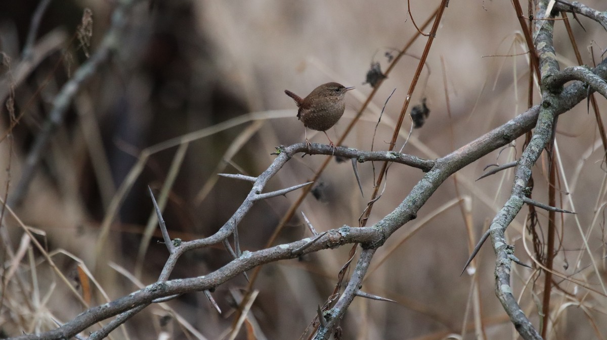 Winter Wren - ML639061114