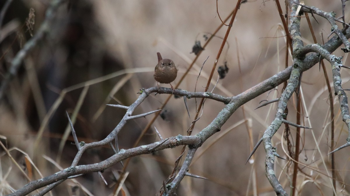Winter Wren - ML639061116