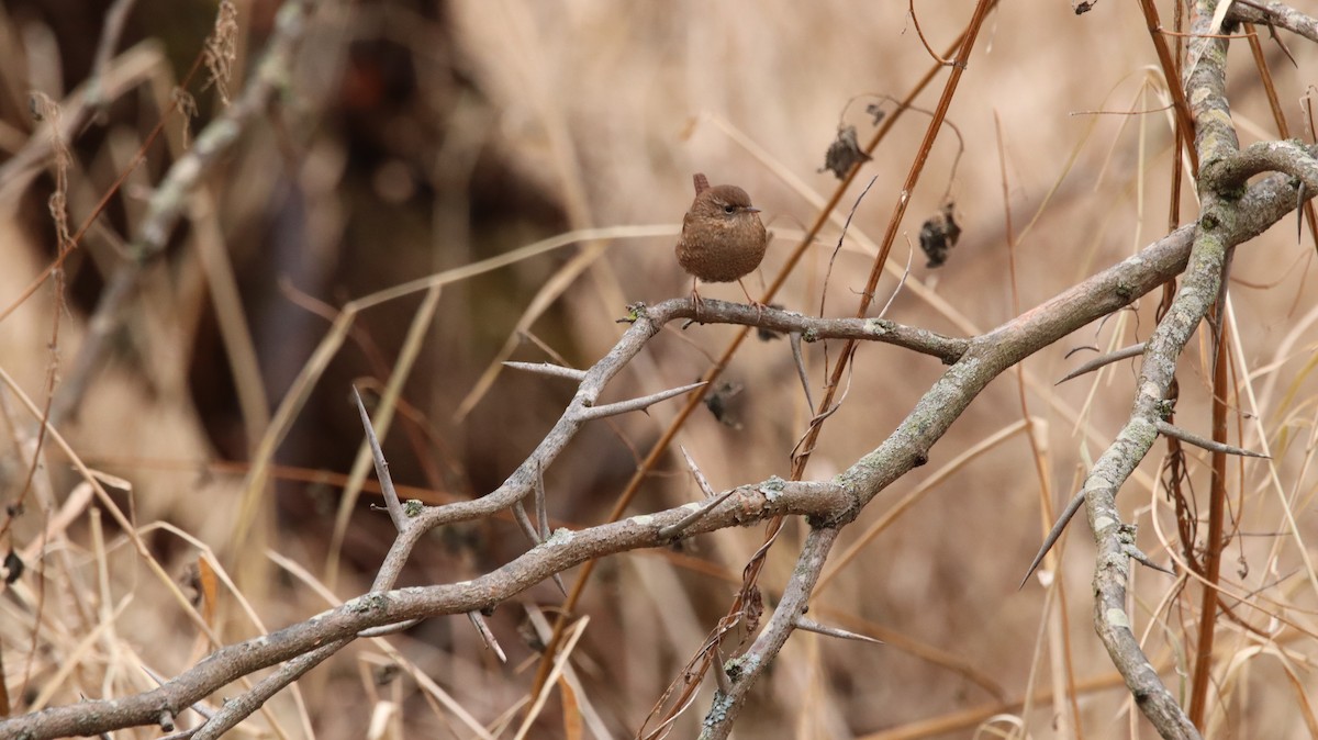 Winter Wren - ML639061129