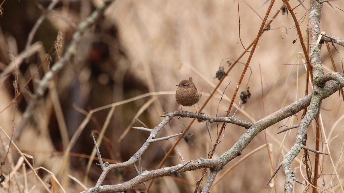 Winter Wren - ML639061130
